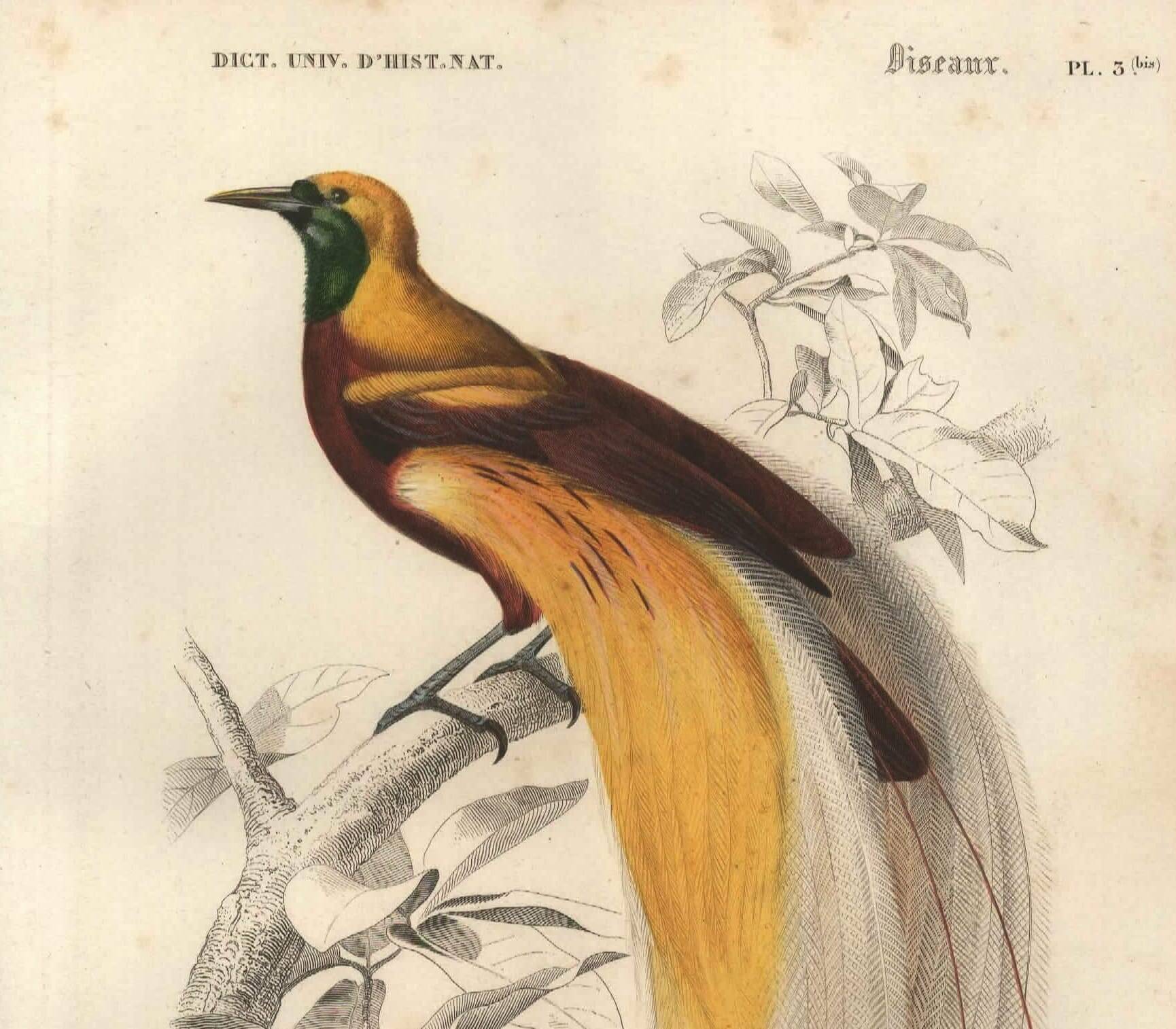 Antique engraving 1849 - Bird of Paradise by E.Travies