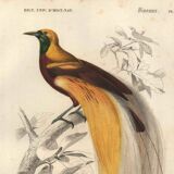 Antique engraving 1849 - Bird of Paradise by E.Travies