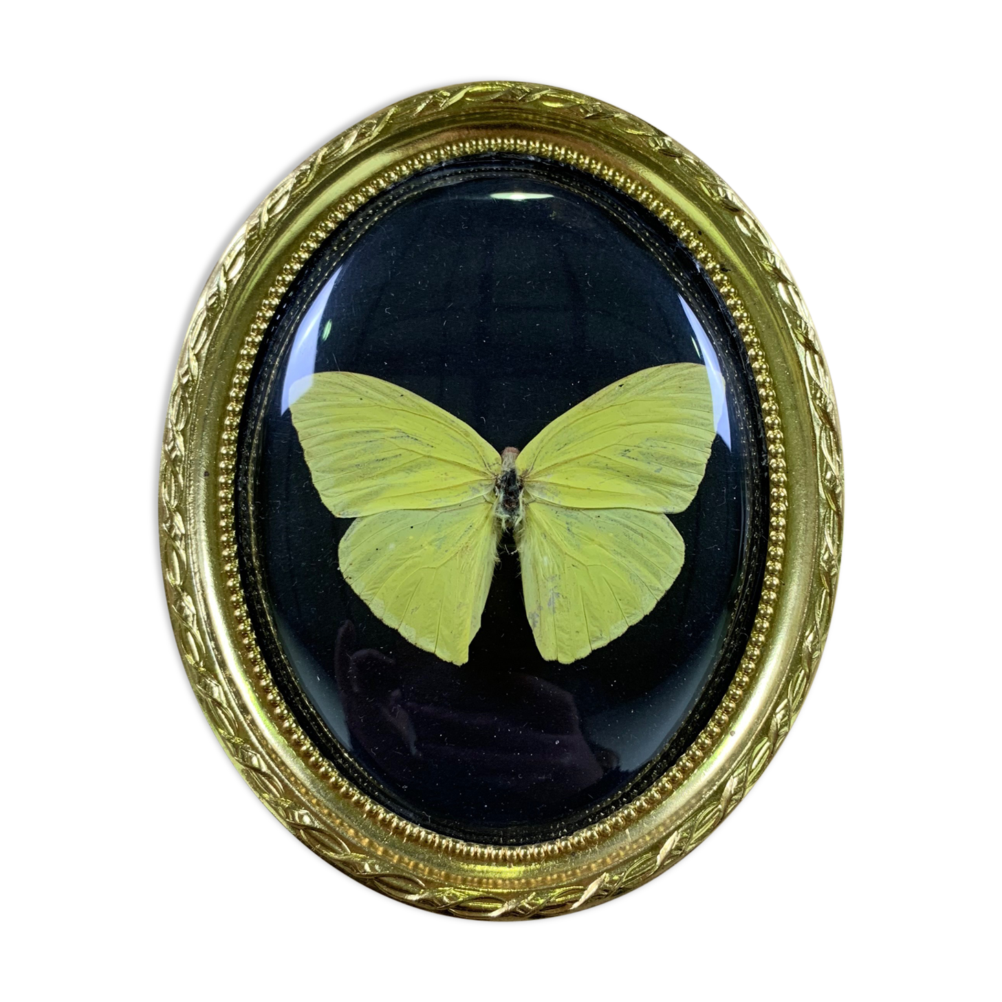 Butterfly under curved frame