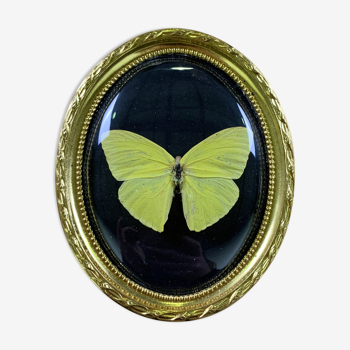 Butterfly under curved frame