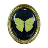 Butterfly under curved frame