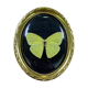 Butterfly under curved frame