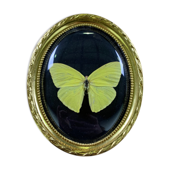 Butterfly under curved frame