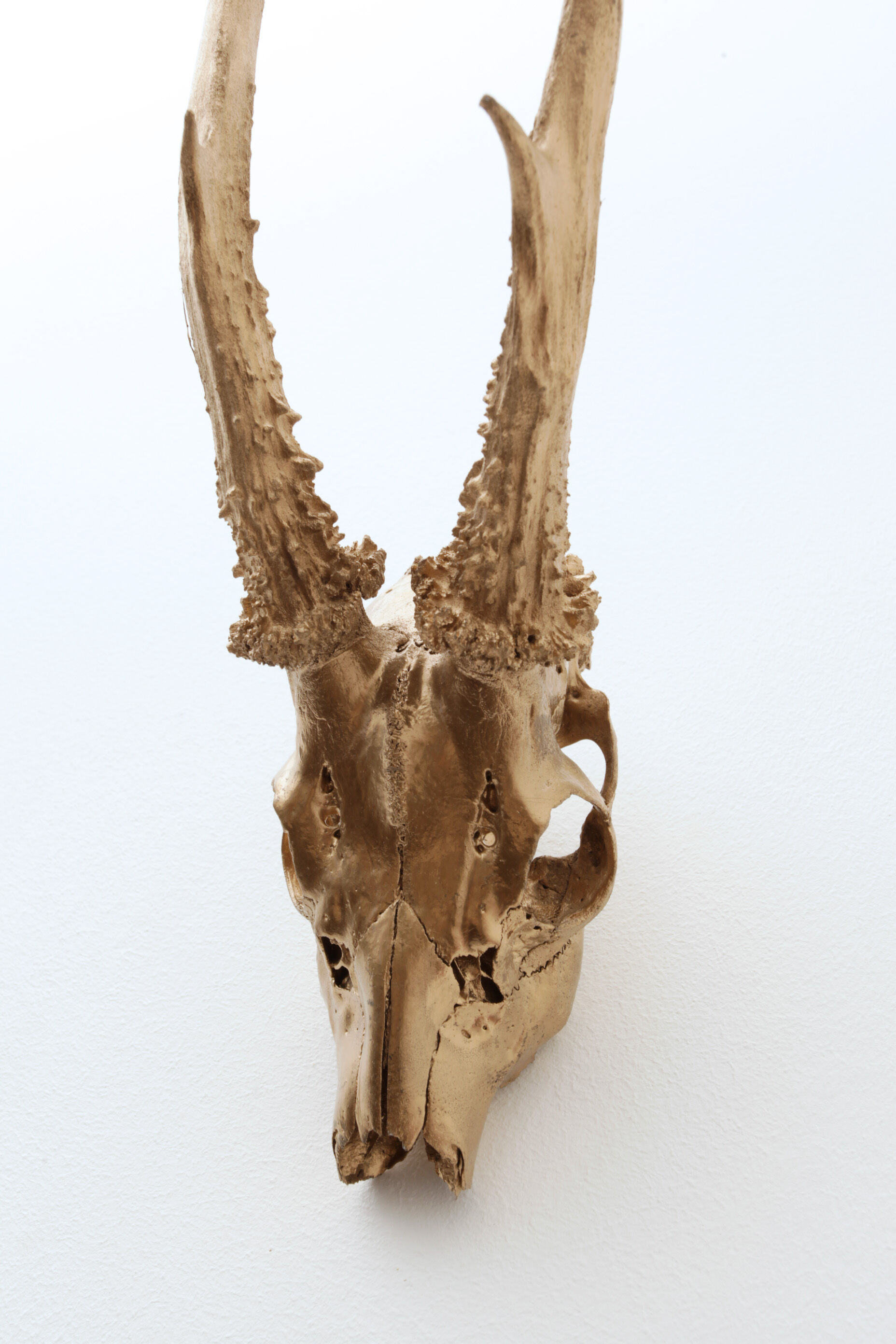 Chevreuil cornes massacre or - Taxidermie