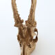 Chevreuil cornes massacre or - Taxidermie