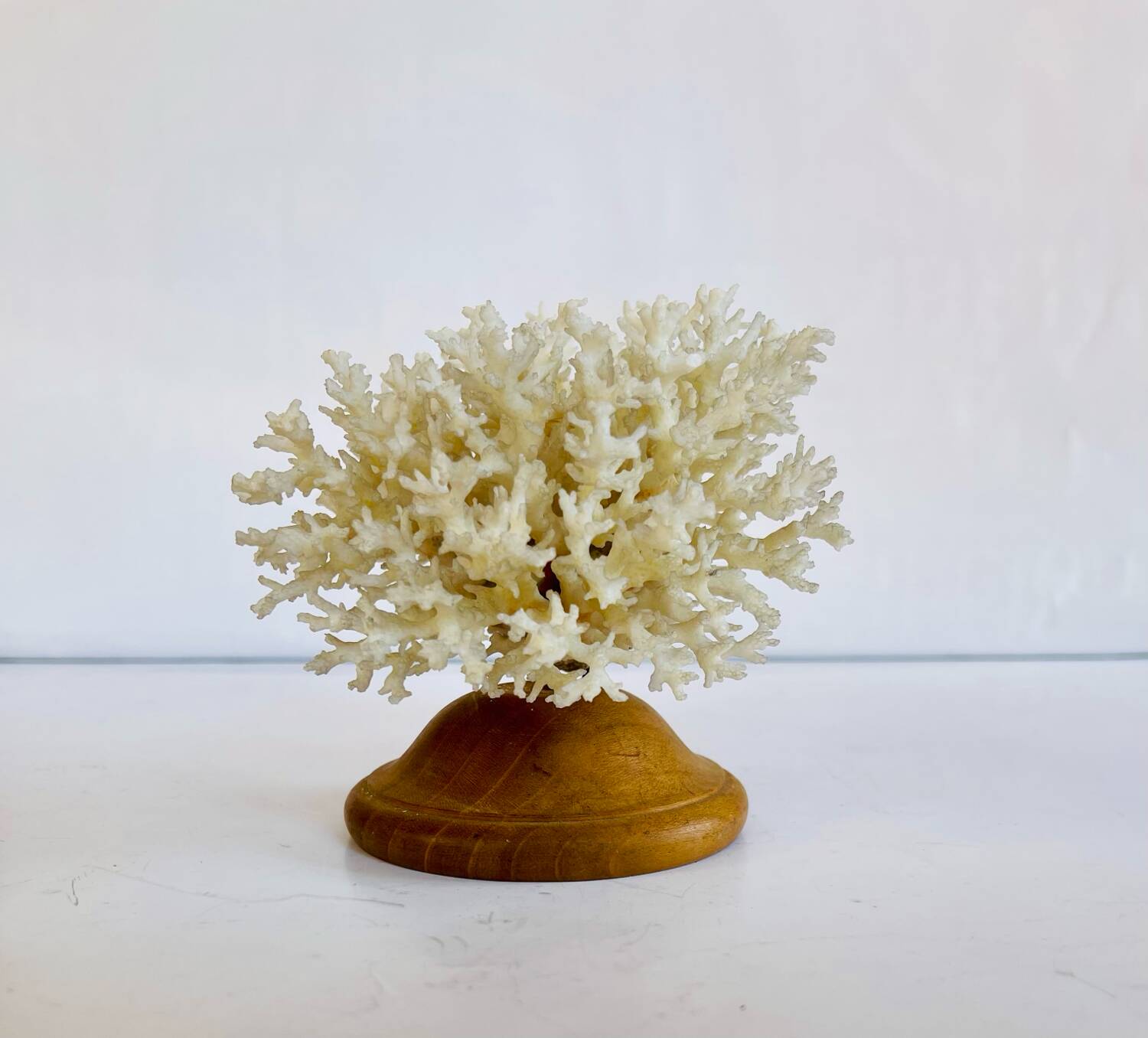 Coral
