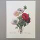 Botanical illustration Anemone Flower Vintage print from the 60s