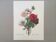 Botanical illustration Anemone Flower Vintage print from the 60s