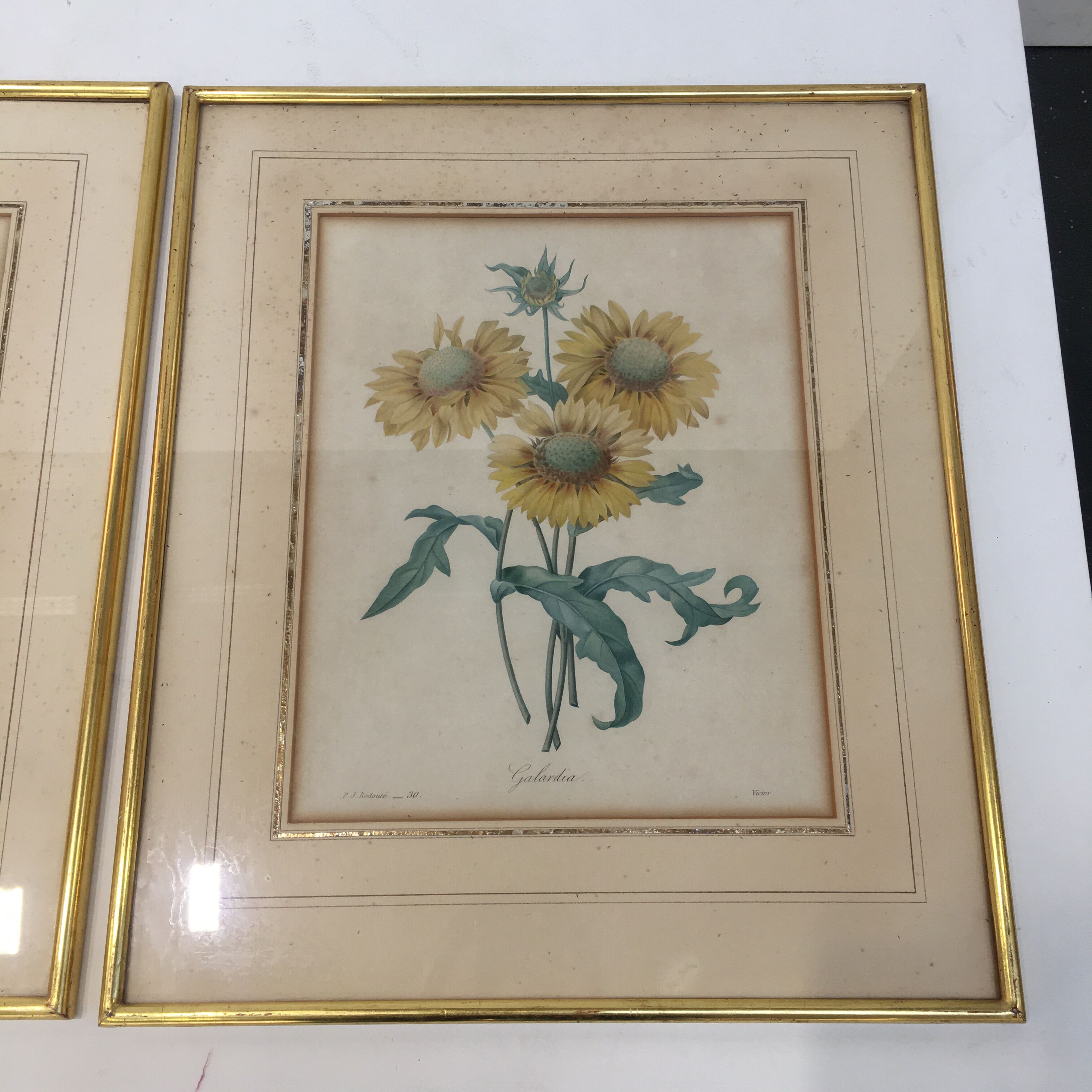Pair of flower engravings by P.J. Redouté