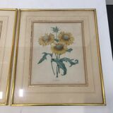 Pair of flower engravings by P.J. Redouté