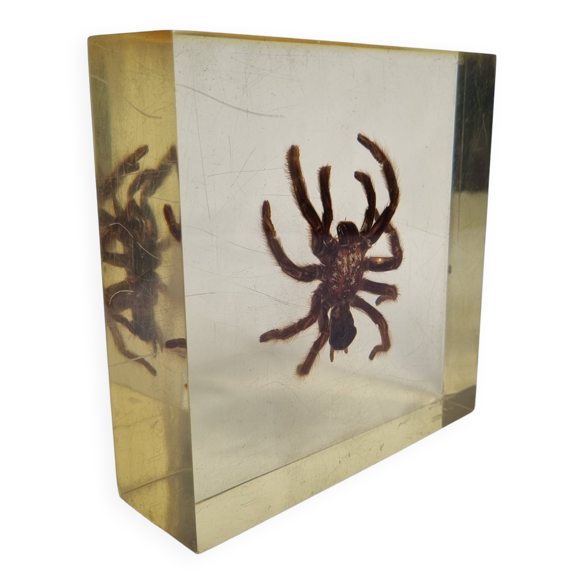 Inclusion of vintage naturalist, tarantula in taxidermy