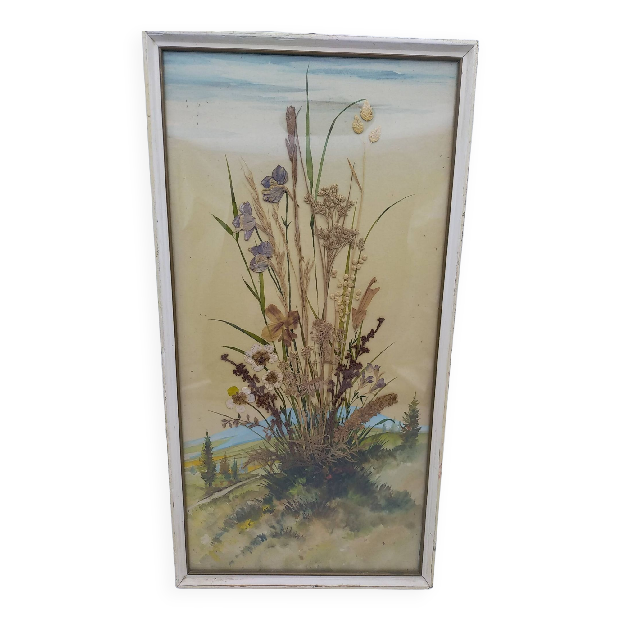 Herbarium on watercolor. the 50's .