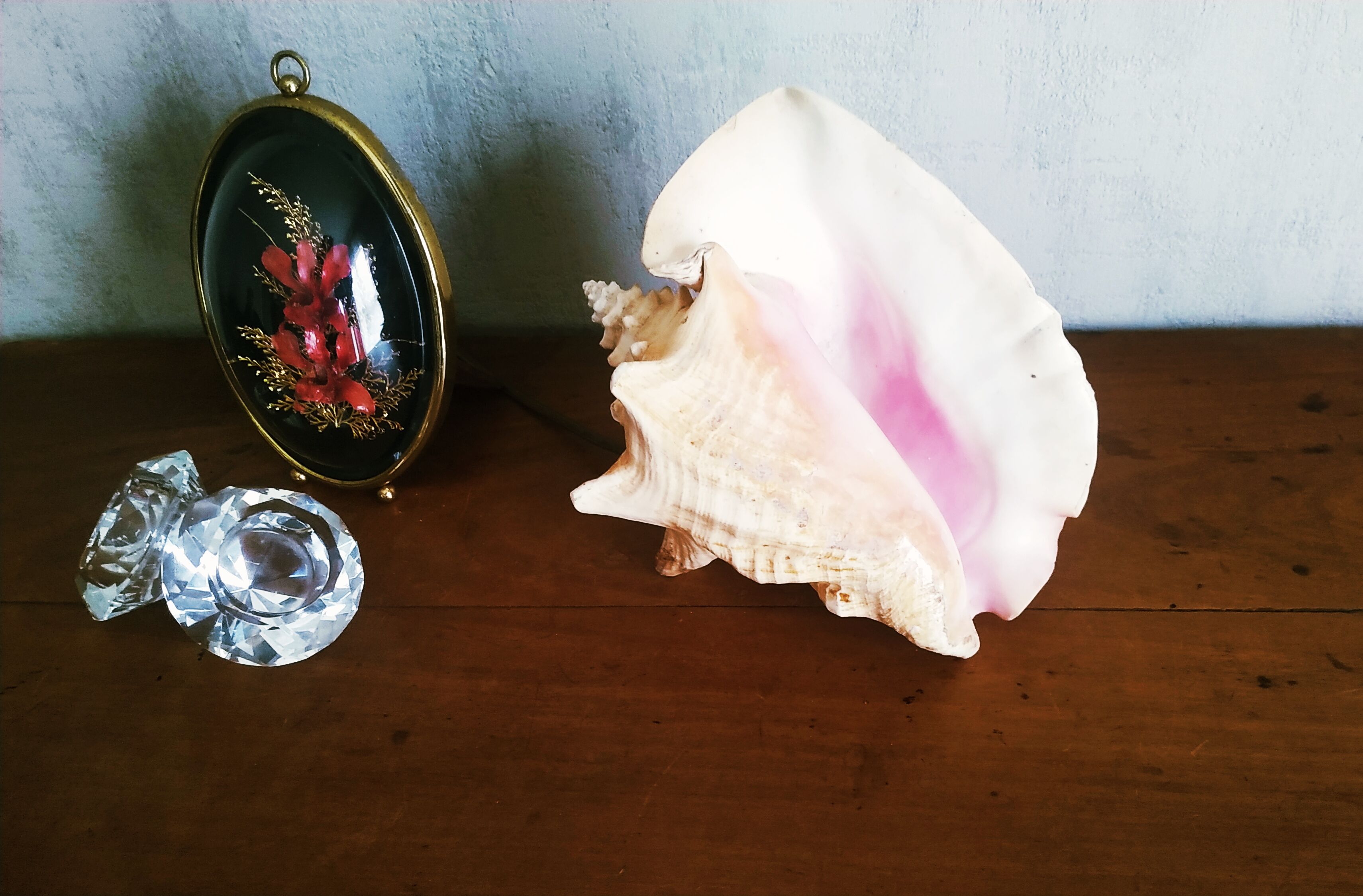 Natural seashell lamp