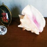Natural seashell lamp