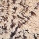 Vintage Beni Ourain rug Handmade 190 x 267 cm - Moroccan Berber Wool Rug