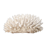 White coral, 70s