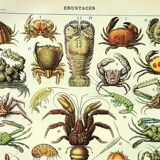 Antique engraving 1907 A. Millot - Crustaceans 1, crab, marine fauna