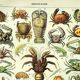 Gravure ancienne 1907 A. Millot - Crustacés 1, crabe, faune marine