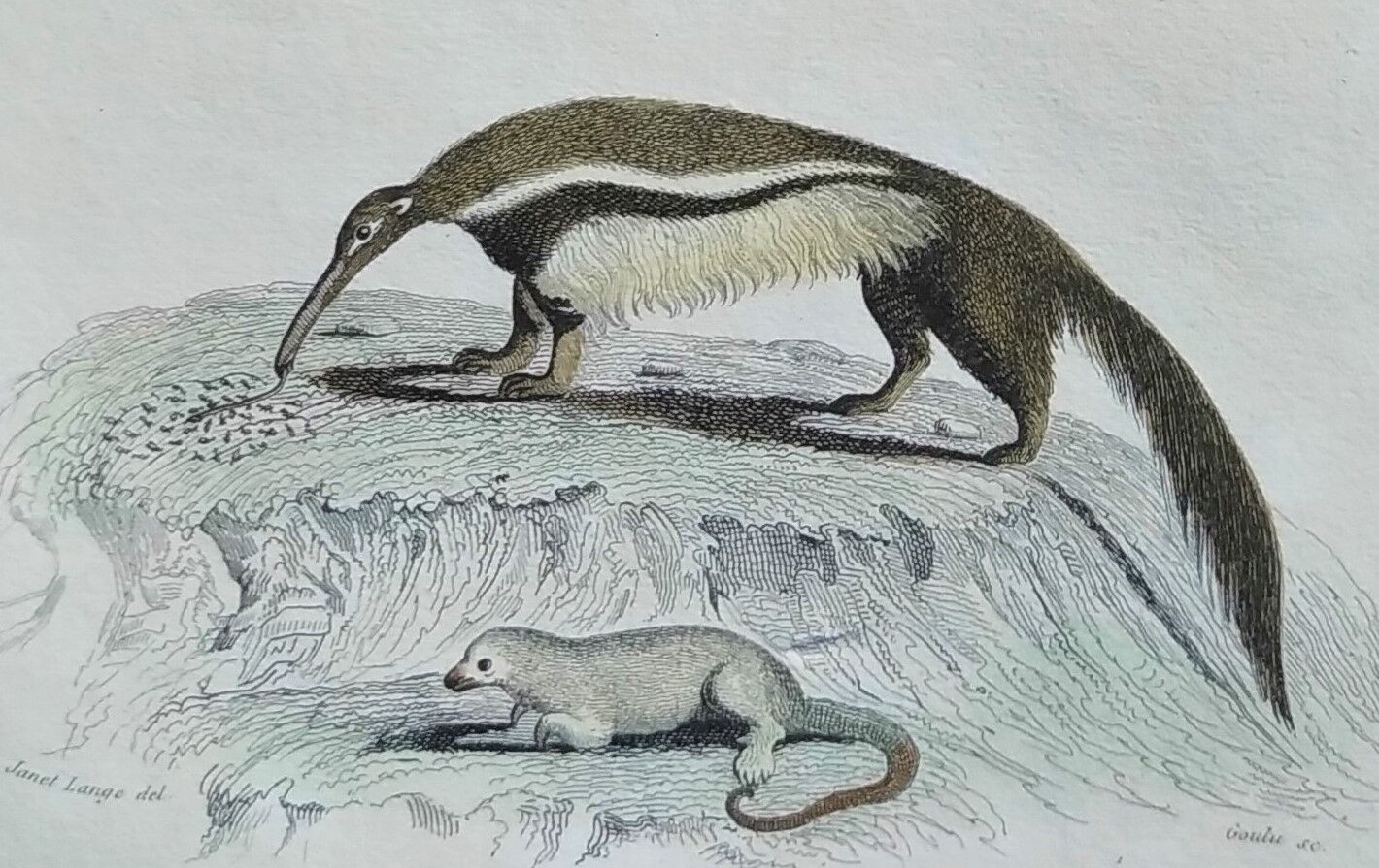 Original zoological plate " urson, porcupine, tamanoir,... - buffon 1840