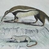 Original zoological plate " urson, porcupine, tamanoir,... - buffon 1840