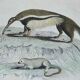 Original zoological plate " urson, porcupine, tamanoir,... - buffon 1840