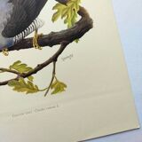 Old bird plate from the 1960s - Grey Cuckoo - Vintage zoological and ornithological illustration