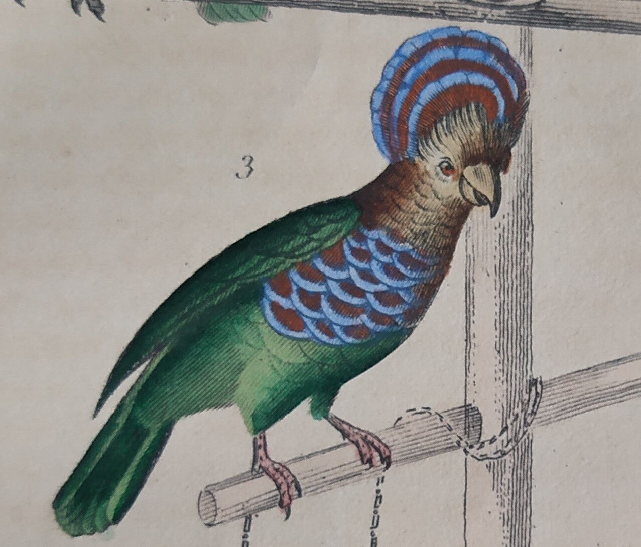 Original Ornithological plate " Meunier - Crik with blue face - &c... " Buffon (1836)