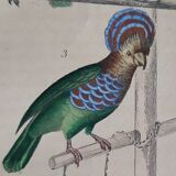 Original Ornithological plate " Meunier - Crik with blue face - &c... " Buffon (1836)