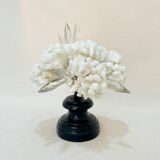 Corail blanc naturel ancien et cristal sur socle en bois napoléon iii xixe cabinet de curiosités