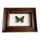 Cadre papillon "Chrysiridia ripheus »