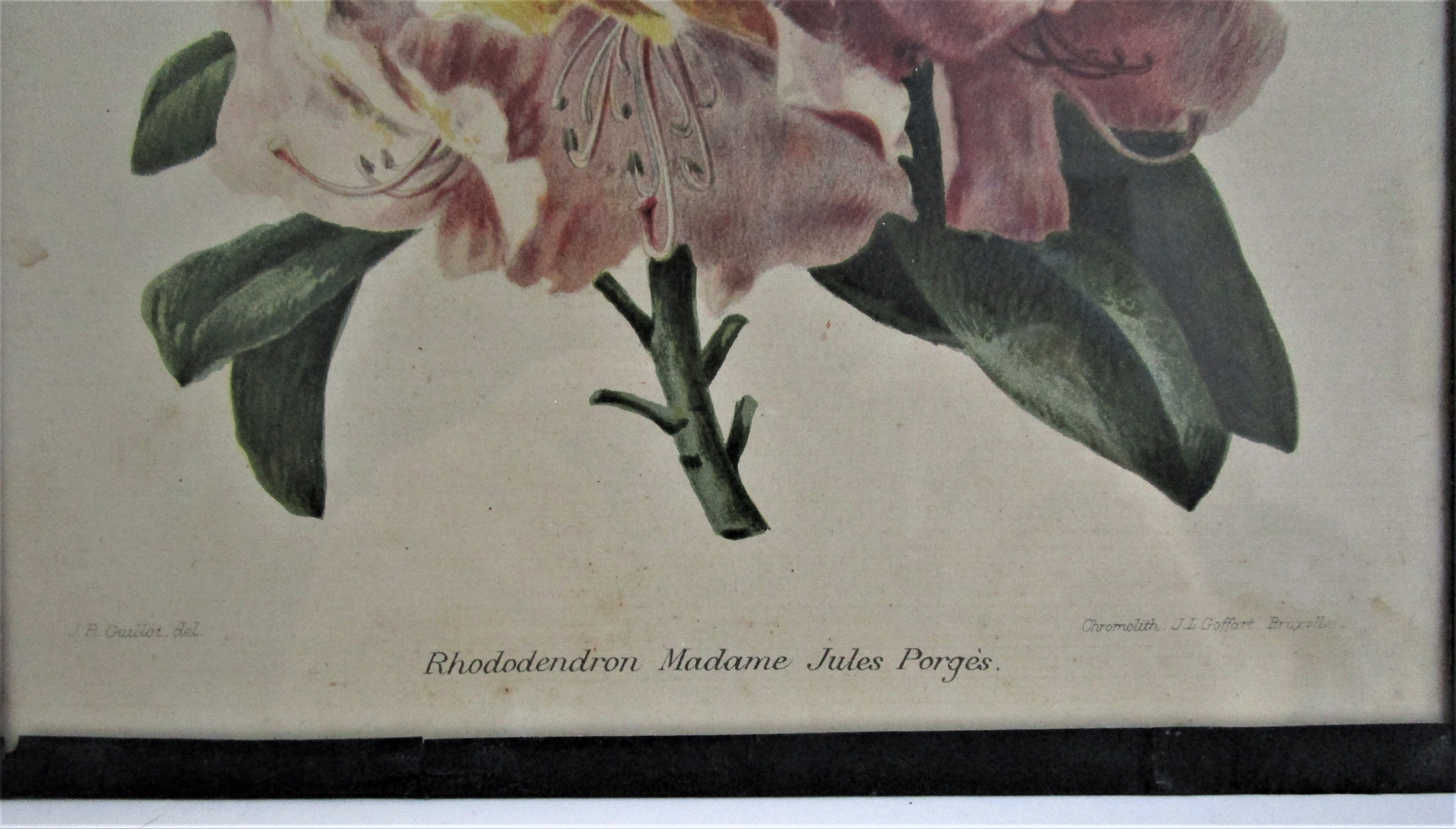 Trois planches botaniques encadrées orchidée rhododendron campanule médium vintage