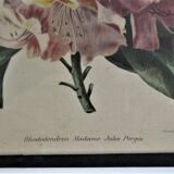 Trois planches botaniques encadrées orchidée rhododendron campanule médium vintage