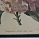 Trois planches botaniques encadrées orchidée rhododendron campanule médium vintage