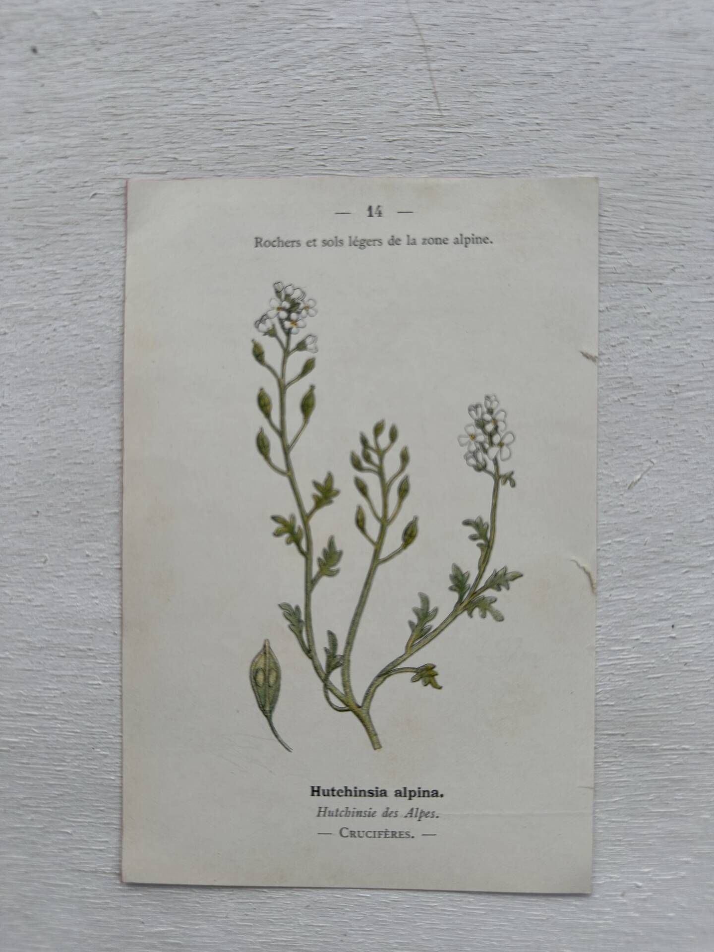 Botanical Plate 1800 Old Naturalist Engraving 19th Century Double-Sided