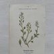Botanical Plate 1800 Old Naturalist Engraving 19th Century Double-Sided