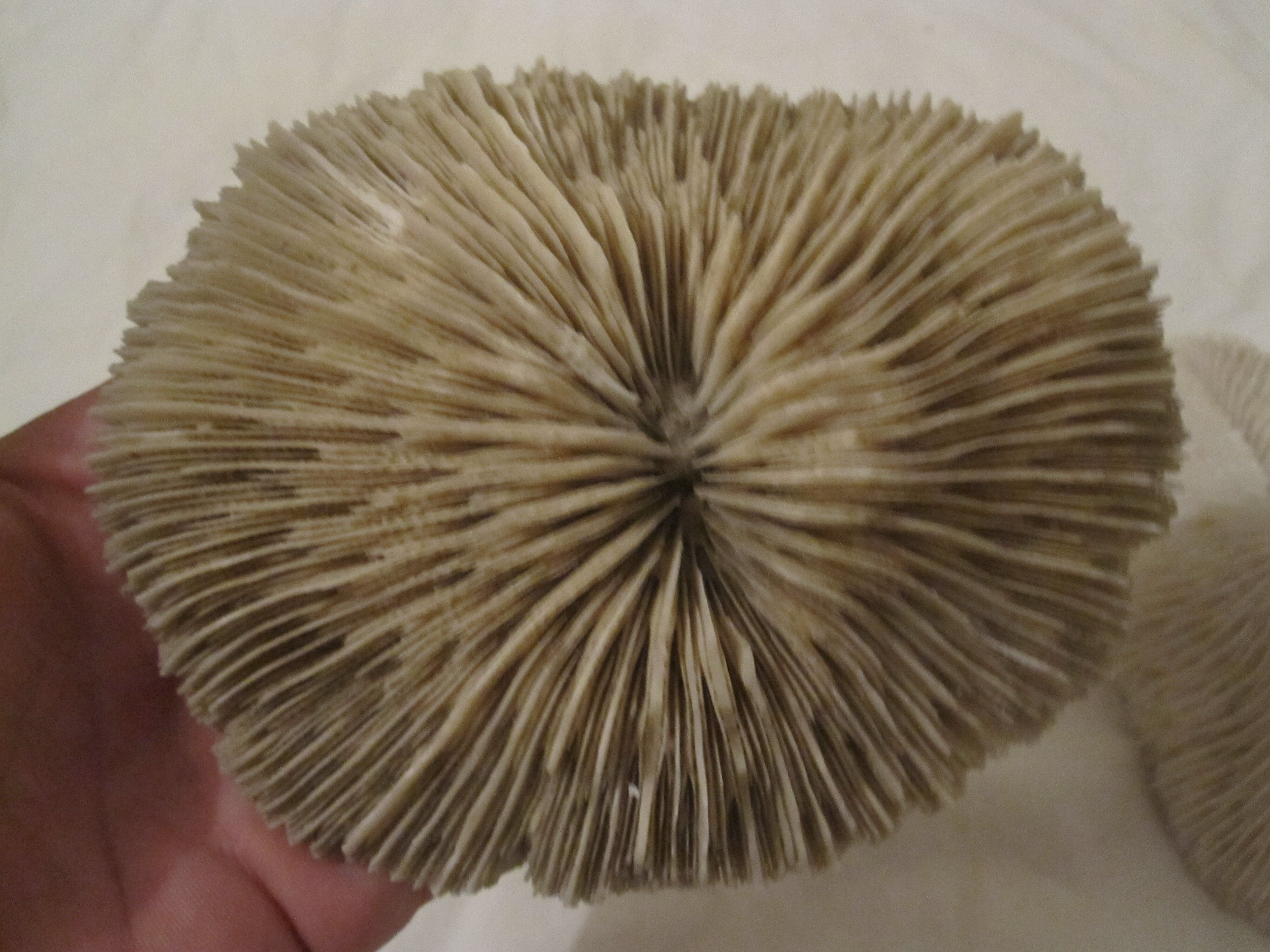 Coral white set vintage deco