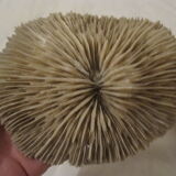 Coral white set vintage deco