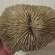 Coral white set vintage deco