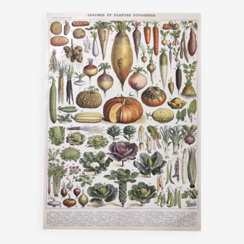 Planche lithographie vintage  légumes et plantes du potager 1900