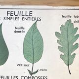 Rossignol pedagogical poster