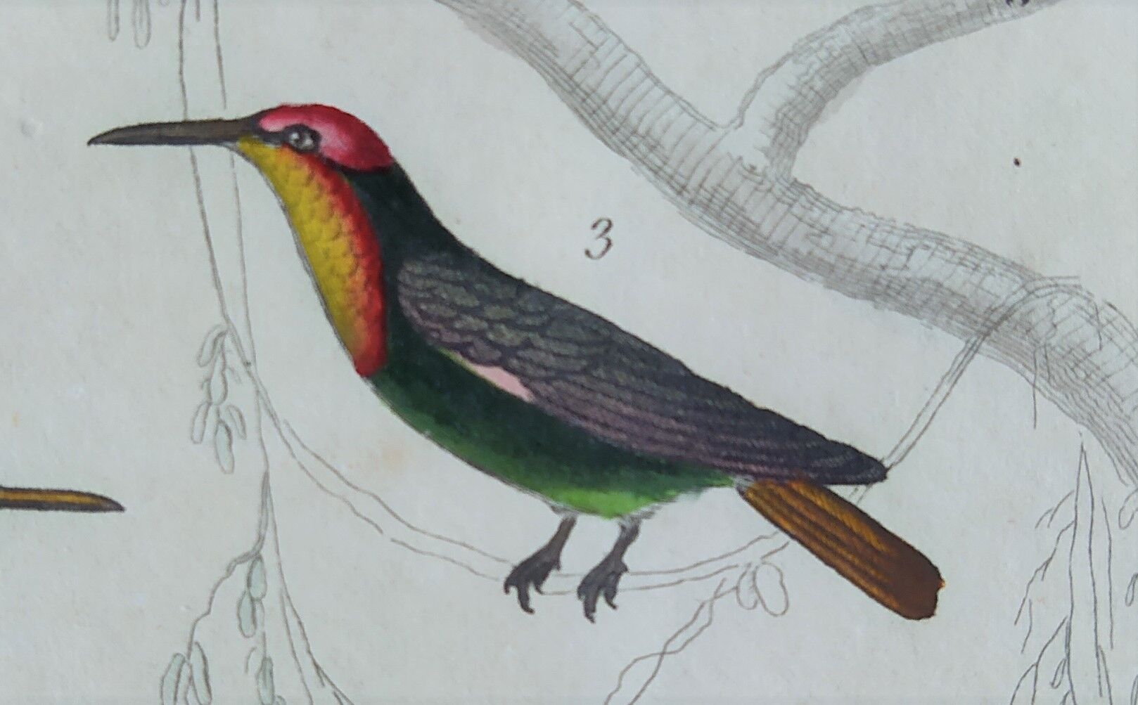 Original Ornithological Plate "Green Gold - Hoopoe - Ruby Topaz - &c..." Buffon 1836