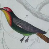 Original Ornithological plate " Green gold - Crested collar - Ruby Topaz - &c... " Buffon (1836)