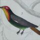 Original Ornithological Plate "Green Gold - Hoopoe - Ruby Topaz - &c..." Buffon 1836