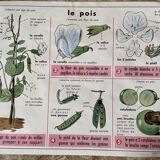 Ancienne affiche scolaire vintage