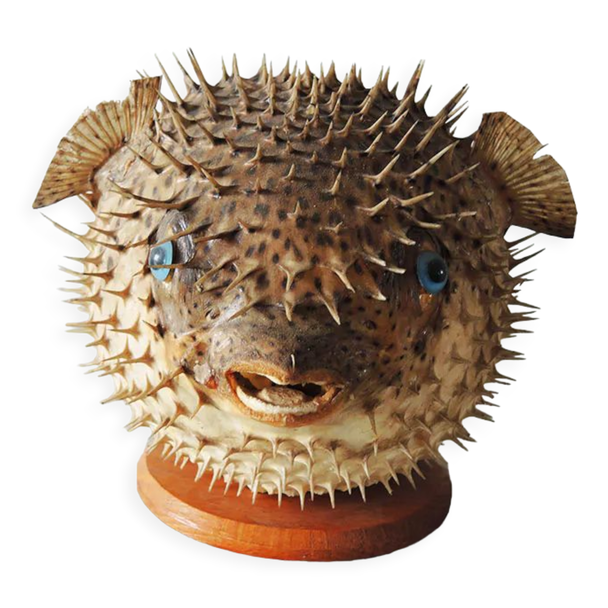 Former Naturalized / Stuffed Diodon