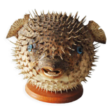 Former Naturalized / Stuffed Diodon