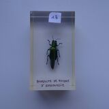 5 insectes inclusion résine vintage