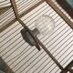 Double bird cage