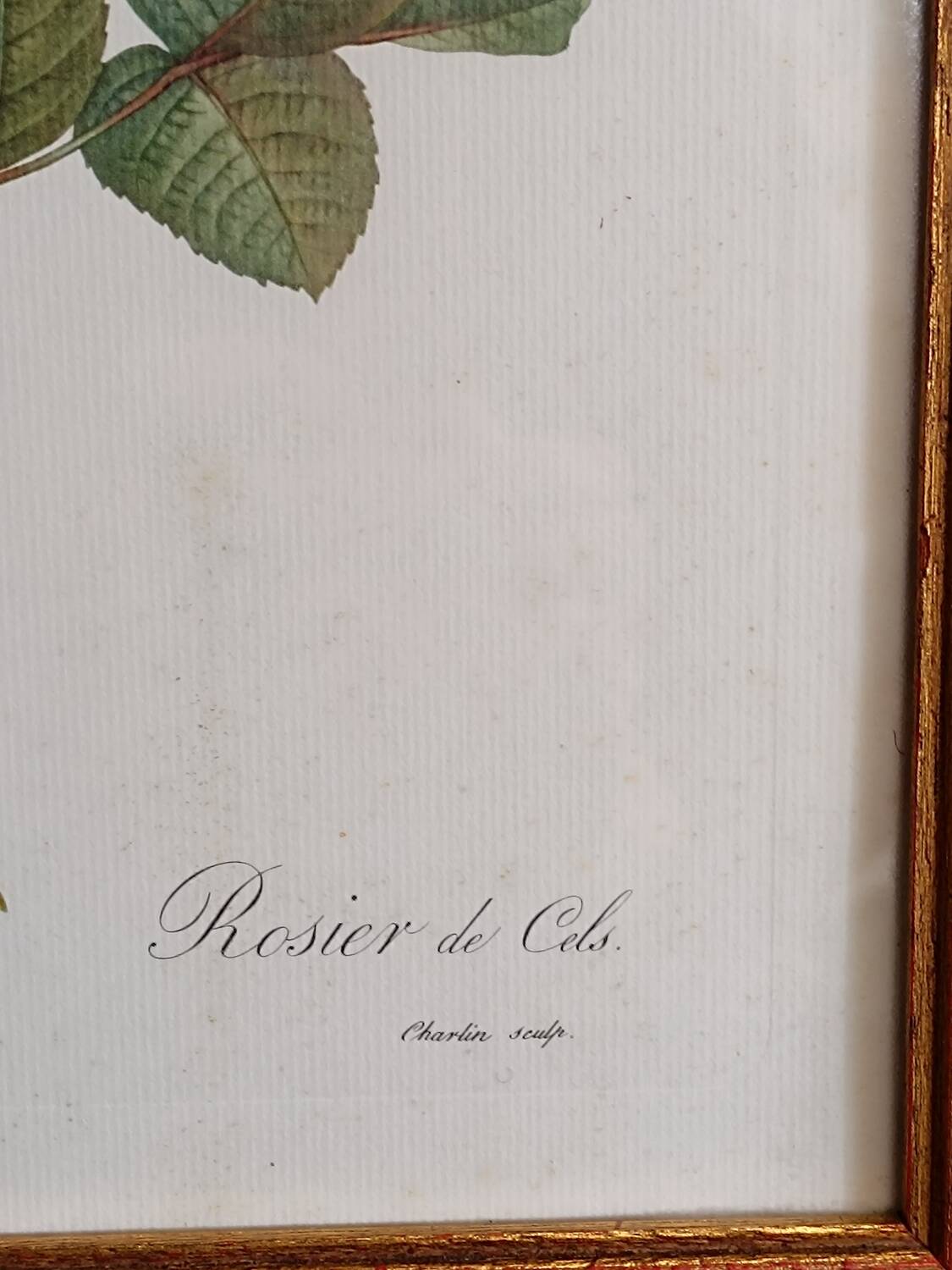 Botanical Rose Lithograph