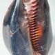 Antique Porcelain Tiger Shell on Wooden Base Cabinet of Curiosities